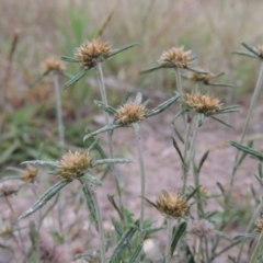 Euchiton sphaericus (star cudweed) at Tuggeranong DC, ACT - 8 Jan 2015 by MichaelBedingfield