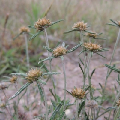 Euchiton sphaericus (star cudweed) at Tuggeranong DC, ACT - 8 Jan 2015 by MichaelBedingfield