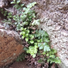 Pleurosorus rutifolius (Blanket Fern) at Tuggeranong DC, ACT - 8 Jan 2015 by michaelb