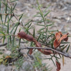 Acacia ulicifolia (Prickly Moses) at Tuggeranong DC, ACT - 8 Jan 2015 by MichaelBedingfield