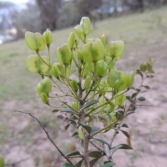 Bursaria spinosa (Native Blackthorn, Sweet Bursaria) at Tuggeranong DC, ACT - 8 Jan 2015 by michaelb