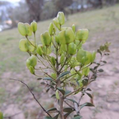 Bursaria spinosa (Native Blackthorn, Sweet Bursaria) at Tuggeranong DC, ACT - 8 Jan 2015 by MichaelBedingfield