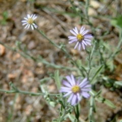 Vittadinia gracilis (New Holland Daisy) at Farrer, ACT - 30 Jan 2015 by julielindner