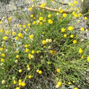 Calotis lappulacea at Farrer Ridge - 31 Jan 2015