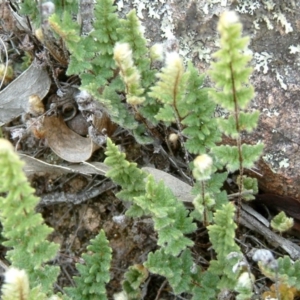 Cheilanthes distans at Wanniassa Hill - 30 Jan 2015 12:00 AM