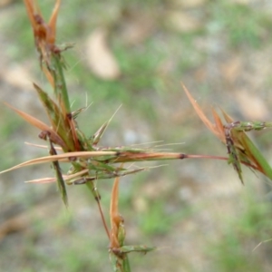 Cymbopogon refractus at Wanniassa Hill - 30 Jan 2015