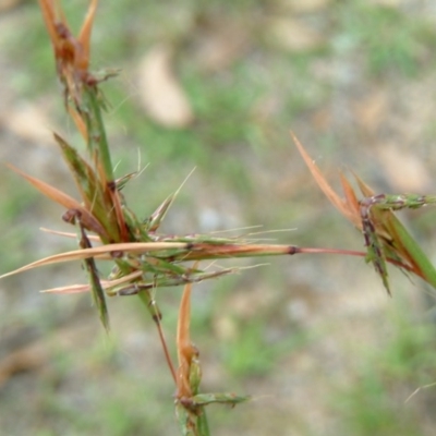 Cymbopogon refractus (Barbed-wire Grass) at Wanniassa Hill - 30 Jan 2015 by julielindner