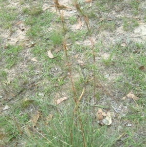 Cymbopogon refractus at Wanniassa Hill - 30 Jan 2015