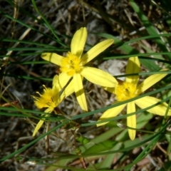 Tricoryne elatior (Yellow Rush Lily) at Wanniassa Hill - 27 Jan 2015 by julielindner