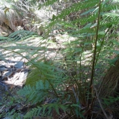 Dicksonia antarctica (Soft Treefern) at Tidbinbilla Nature Reserve - 30 Jan 2015 by galah681