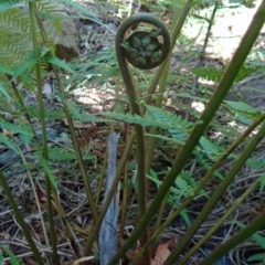 Dicksonia antarctica at Paddys River, ACT - 31 Jan 2015