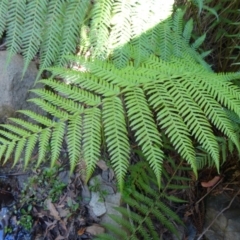 Dicksonia antarctica at Paddys River, ACT - suppressed