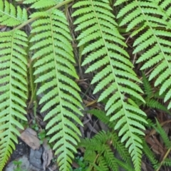 Dicksonia antarctica at Paddys River, ACT - 31 Jan 2015