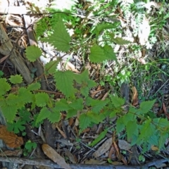 Urtica incisa (Stinging Nettle) at Tidbinbilla Nature Reserve - 30 Jan 2015 by galah681