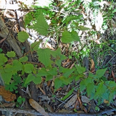 Urtica incisa (Stinging Nettle) at Tidbinbilla Nature Reserve - 30 Jan 2015 by galah681