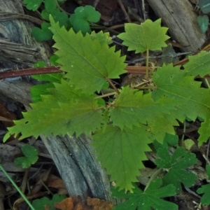 Urtica incisa at Paddys River, ACT - 31 Jan 2015