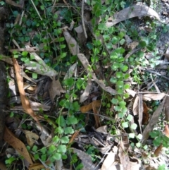 Asplenium flabellifolium (Necklace Fern) at Paddys River, ACT - 31 Jan 2015 by galah681