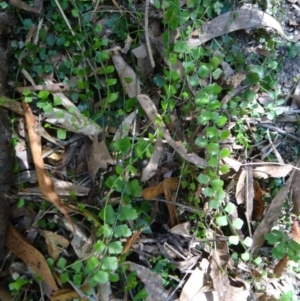 Asplenium flabellifolium at Paddys River, ACT - 31 Jan 2015