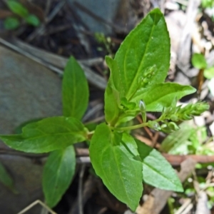 Veronica anagallis-aquatica at Paddys River, ACT - 31 Jan 2015