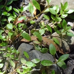 Veronica anagallis-aquatica at Paddys River, ACT - 31 Jan 2015