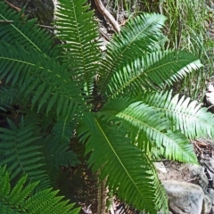 Blechnum nudum (Fishbone Water Fern) at Paddys River, ACT - 31 Jan 2015 by galah681