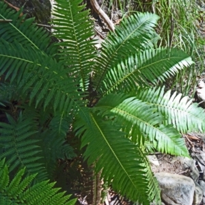 Blechnum nudum at Paddys River, ACT - 31 Jan 2015