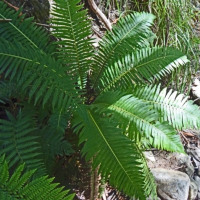 Blechnum nudum (Fishbone Water Fern) at Paddys River, ACT - 31 Jan 2015 by galah681