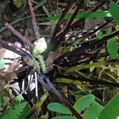 Blechnum nudum at Paddys River, ACT - 31 Jan 2015