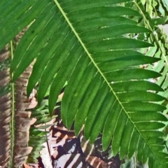 Blechnum nudum at Paddys River, ACT - 31 Jan 2015