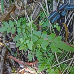 Unidentified at Tidbinbilla Nature Reserve - 30 Jan 2015 by galah681