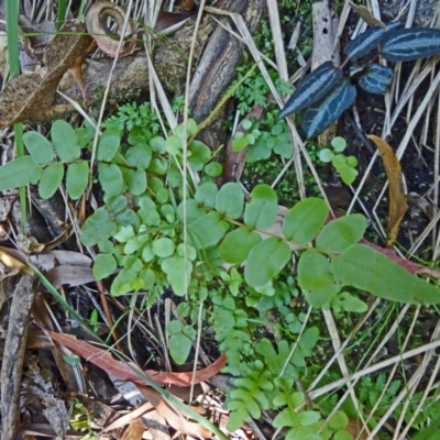Unverified at Tidbinbilla Nature Reserve - 31 Jan 2015 by galah681