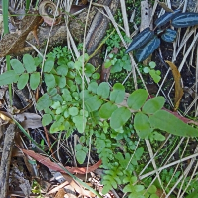 Unidentified at Tidbinbilla Nature Reserve - 30 Jan 2015 by galah681