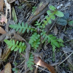 Blechnum penna-marina at Tidbinbilla Nature Reserve - 31 Jan 2015 by galah681