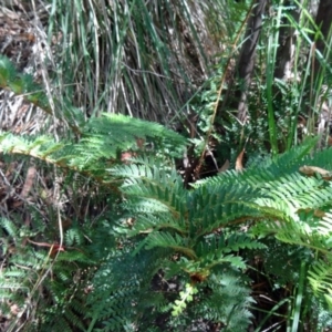 Polystichum proliferum at Paddys River, ACT - 31 Jan 2015