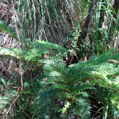 Polystichum proliferum (Mother Shield Fern) at Paddys River, ACT - 30 Jan 2015 by galah681