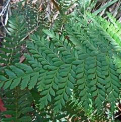 Polystichum proliferum at Paddys River, ACT - 31 Jan 2015