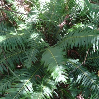 Blechnum nudum (Fishbone Water Fern) at Tidbinbilla Nature Reserve - 30 Jan 2015 by galah681