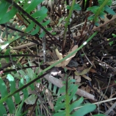 Blechnum nudum at Paddys River, ACT - 31 Jan 2015 10:01 AM