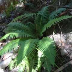 Blechnum nudum at Paddys River, ACT - 31 Jan 2015