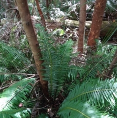 Blechnum nudum at Paddys River, ACT - 31 Jan 2015