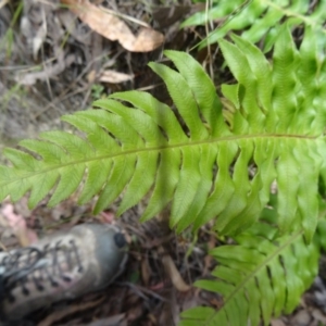 Blechnum cartilagineum at Paddys River, ACT - 31 Jan 2015