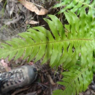 Blechnum cartilagineum (Gristle Fern) at Paddys River, ACT - 31 Jan 2015 by galah681