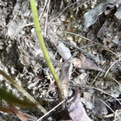 Blechnum cartilagineum at Paddys River, ACT - 31 Jan 2015