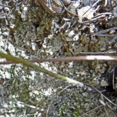 Blechnum cartilagineum at Paddys River, ACT - 31 Jan 2015