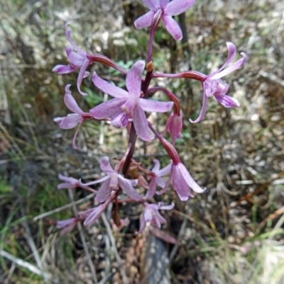 Dipodium roseum (Rosy Hyacinth Orchid) at Tidbinbilla Nature Reserve - 30 Jan 2015 by galah681