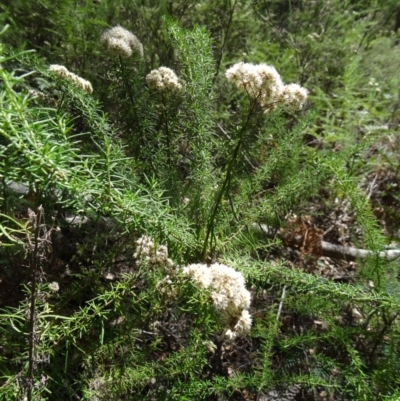 Unidentified at Tidbinbilla Nature Reserve - 30 Jan 2015 by galah681