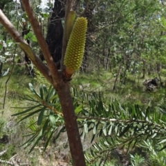 Banksia marginata (Silver Banksia) at Paddys River, ACT - 30 Jan 2015 by galah681