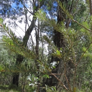 Banksia marginata at Paddys River, ACT - 31 Jan 2015 10:46 AM