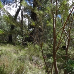 Banksia marginata at Paddys River, ACT - 31 Jan 2015 10:46 AM