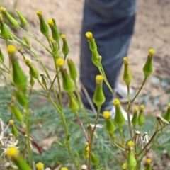 Senecio diaschides (Erect Groundsel) at Tidbinbilla Nature Reserve - 30 Jan 2015 by galah681